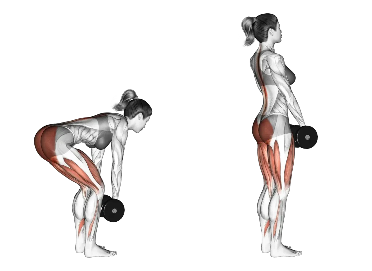 Legs (Quads, Hamstrings, Glutes, Calves): Squats, Lunges, and RDLs