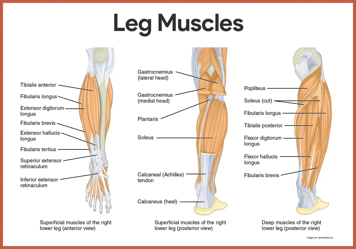 Legs: The Powerhouse