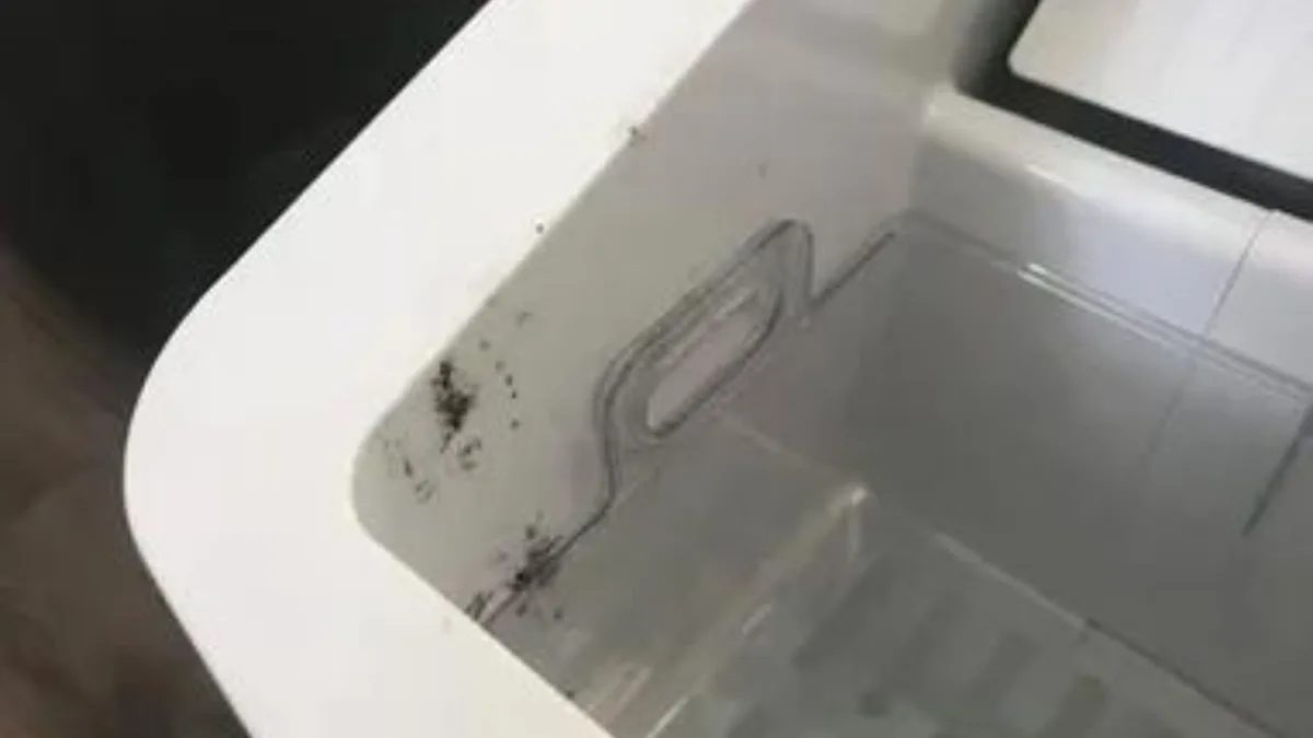 mold growth