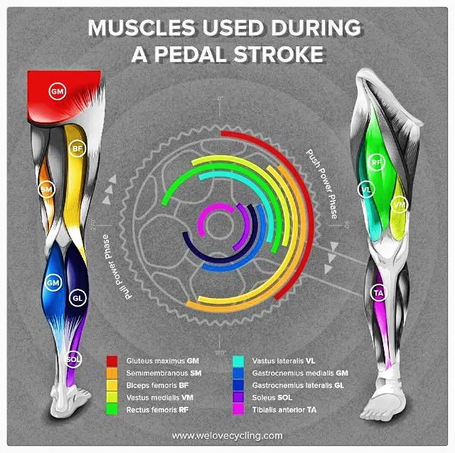 pedal stroke muscle activation