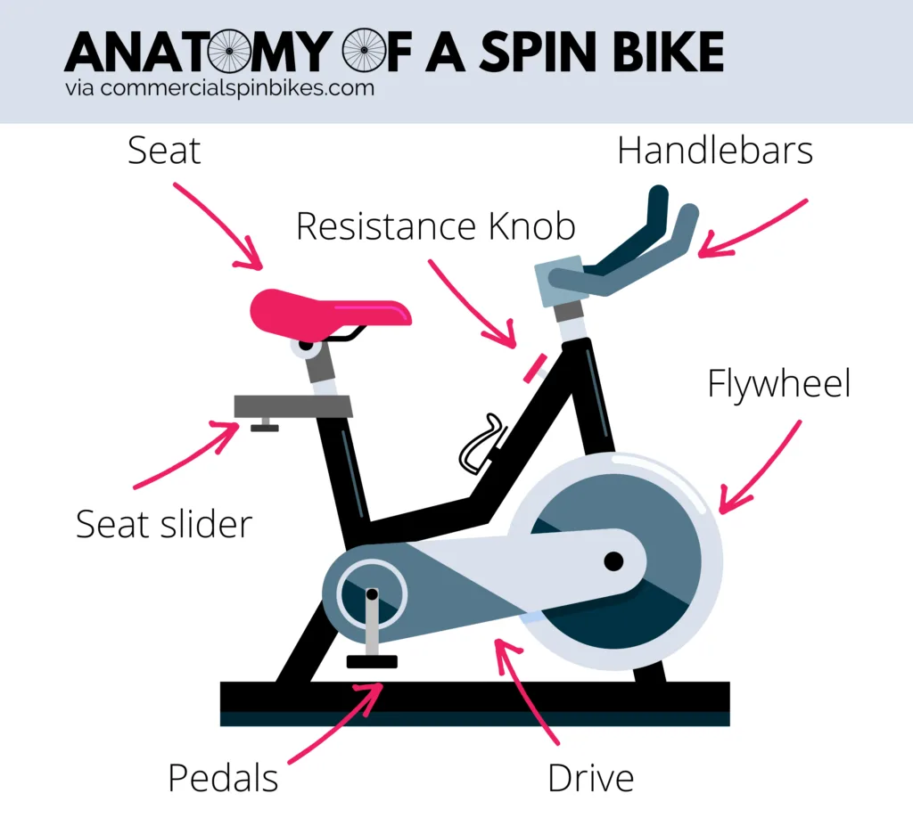 spin bike anatomy