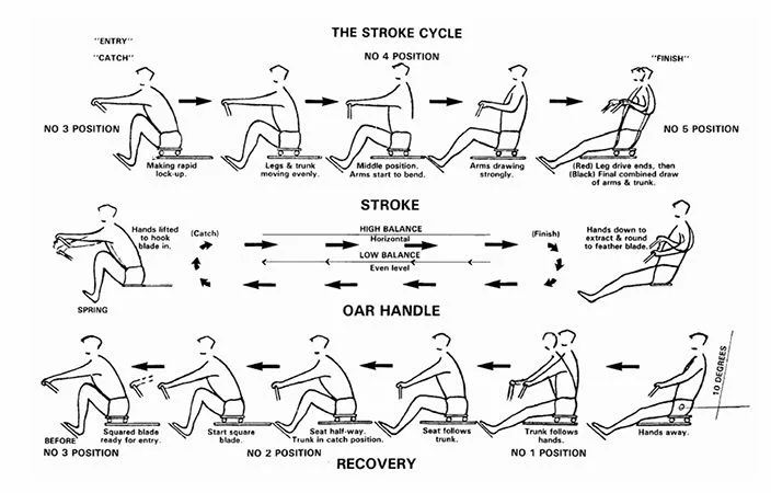The Four Phases of a Powerful Rowing Stroke