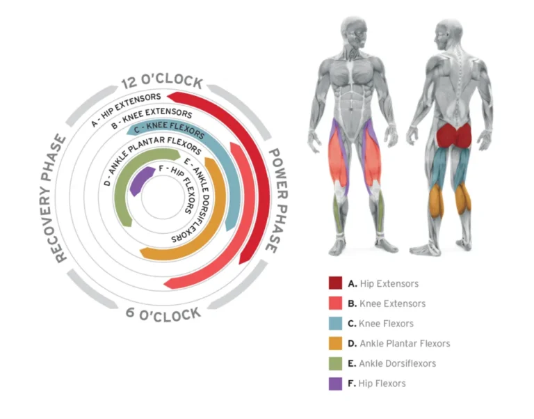 What muscles does a spin bike work