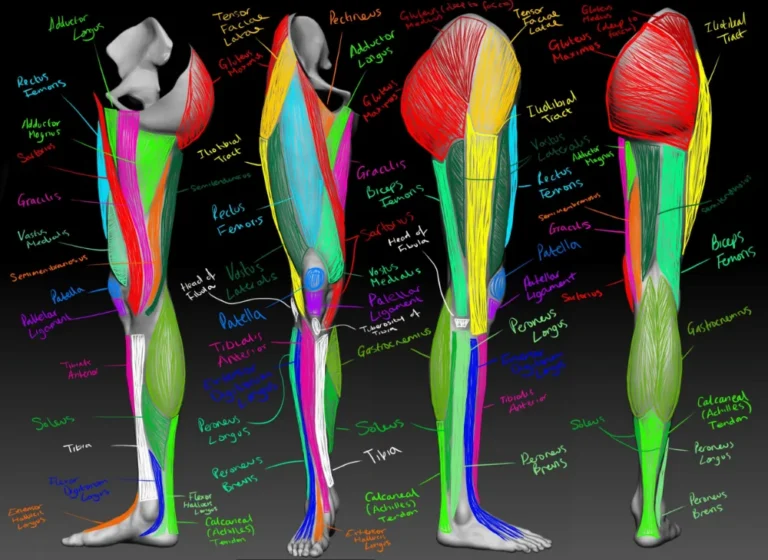 What muscles does an exercise bike work